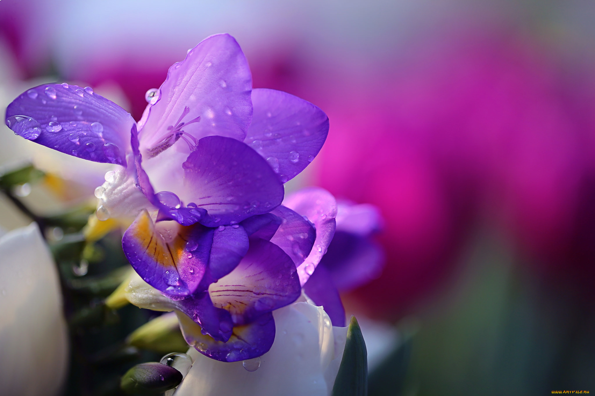 , , , , , tender, , water, hd, purple, freesia, , drops, li, feng, flower, nature